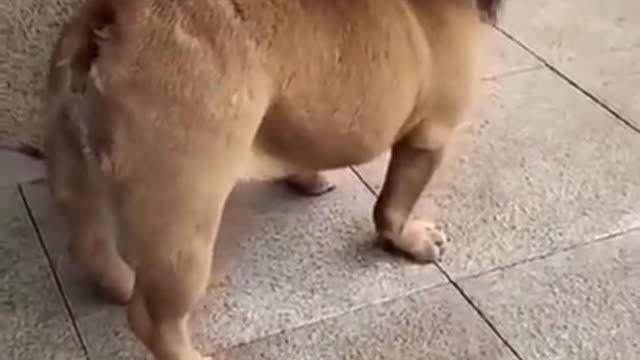 Funny dog video cute lion