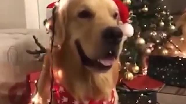 Marry Christmas with Cute puppy's & sweet cat