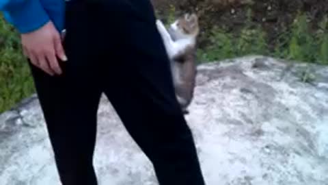 Kitty strike! (climb)