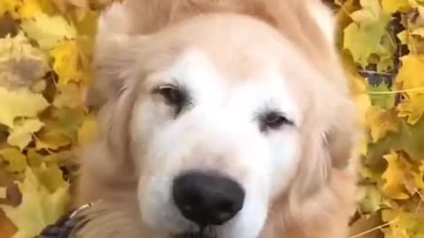 HAPPY DOG▐ TIKTOK