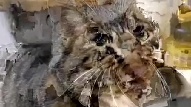 Jumping Cats )