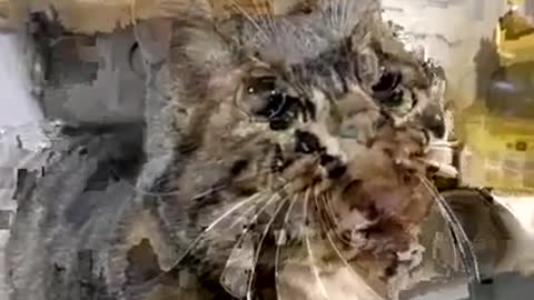 Jumping Cats )
