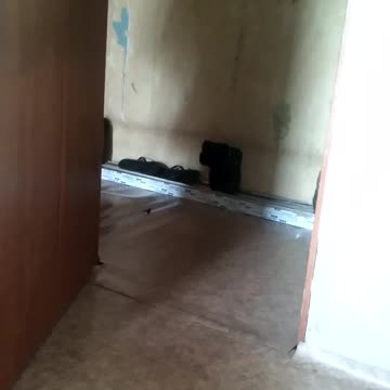 The cat will break my apartment!