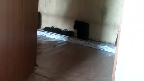The cat will break my apartment!