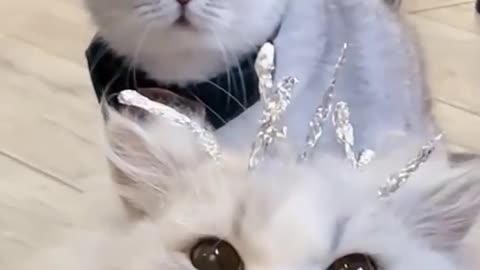 Twice funny cat vedio 🐈🐈