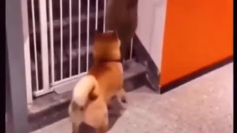 Cat and Dog's First Collaboration Failed