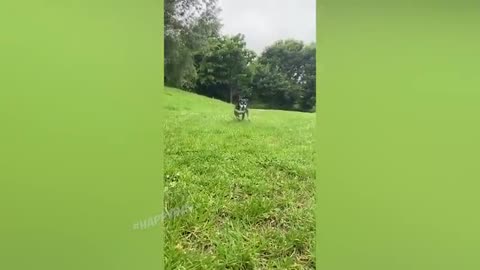 FUNNY ANIMALS