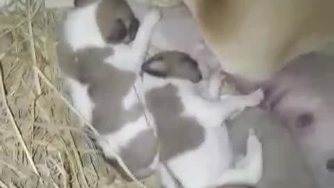Lucy and Family (Cute Puppies)-5