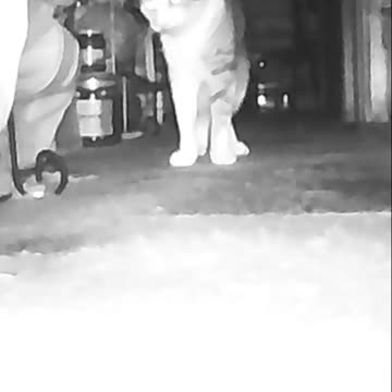 EA S54 - Cat and Eliminate