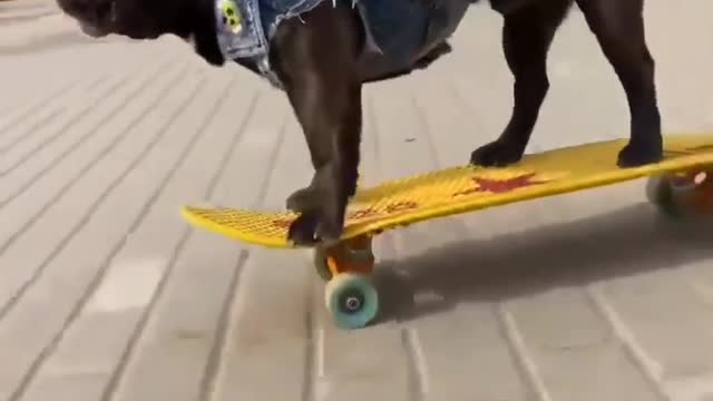 Dog Skateboarding