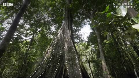 The Unsinkable Lizard | A Perfect Planet | BBC Earth