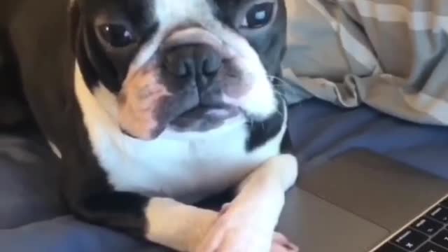 wildanimalsdoingthings - 10 10 good boy @tobythegentleman #dog #comedy #UNOirl #foryou