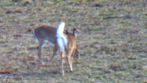 White-Tailed Deer