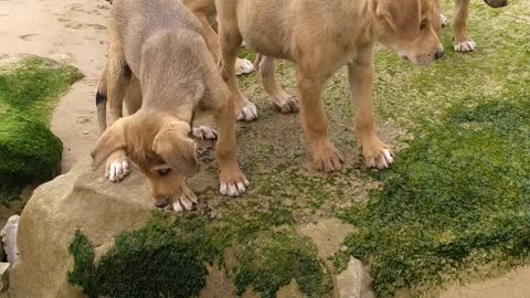 Four dogs on the beach