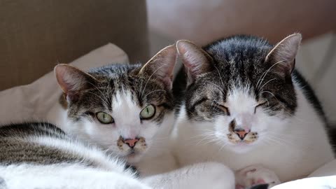 Wonderful twins sleeping on the same bed