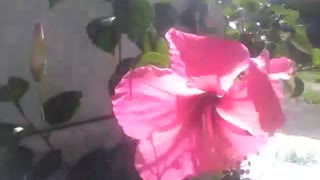 Pink hibiscus flower balances all the time due to a strong wind in its direction [Nature & Animals]