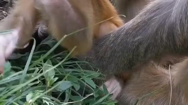 , primate moves, births and sometimes heart-breaking decisions.