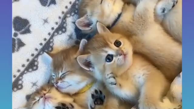 Cute and Funny Dogs_Videos Compilation 2021 08 shorts720P HD