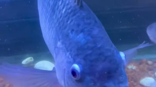The kiss of the tilapia
