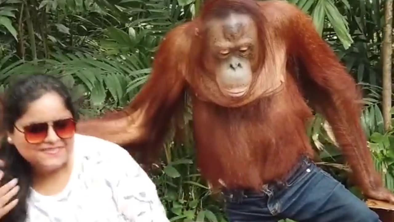 Chimpanzee 🐒funny moments scenes for fun 🤣🤣🤣🐒.