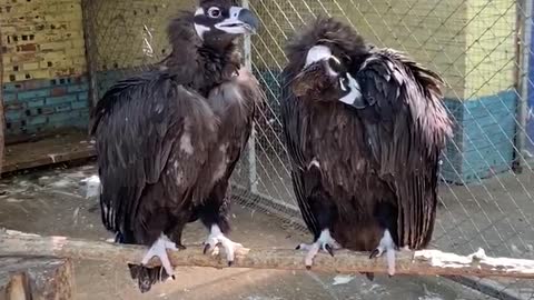 What a handsome pair of eagles