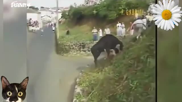 hazardous bulls