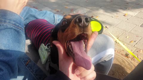 Dachshund yawning