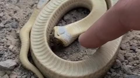 Hognose snake plays dead