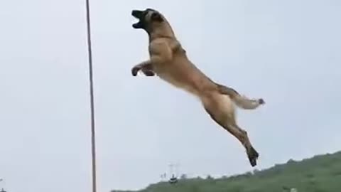 Dog jump