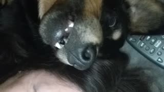 Smiling Dog with Mom