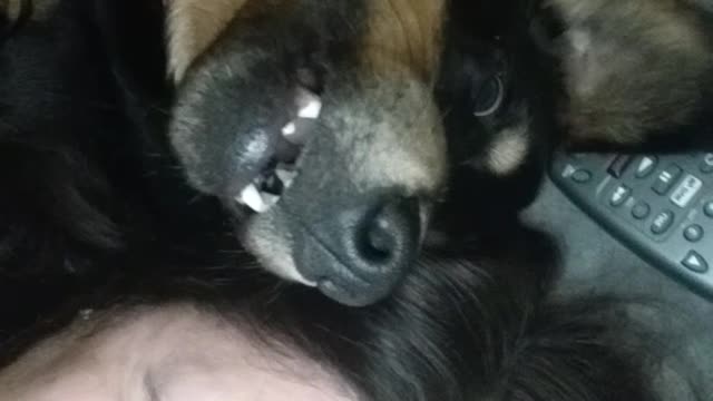 Smiling Dog with Mom