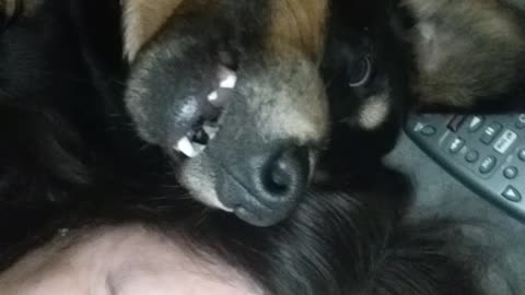 Smiling Dog with Mom