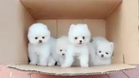 Cutest dogs that make you feel lovely 😹 Funny Animals videos