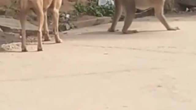Cute and Funny Animal Videos Compilation 2021