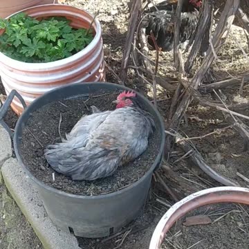 Bathing in a pot! A small and feisty rooster and his brother.