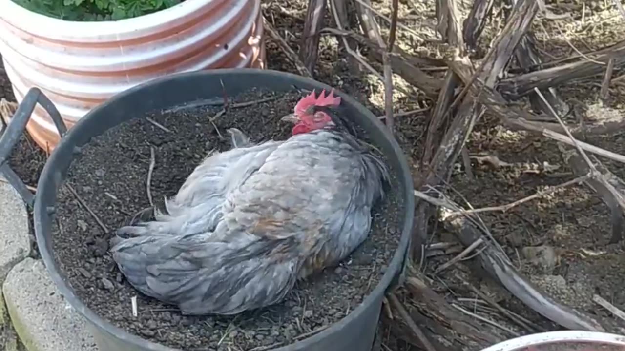 Bathing in a pot! A small and feisty rooster and his brother.