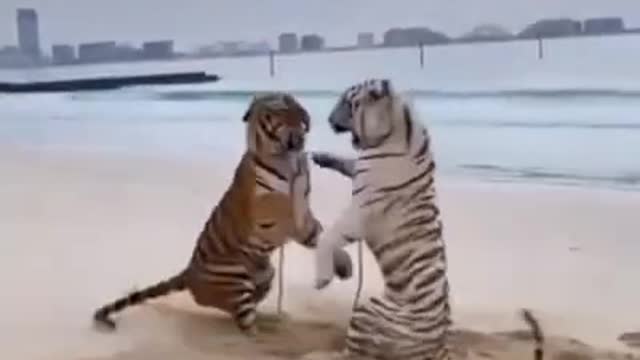 white tiger vs orange fight, who will win❗❗😱