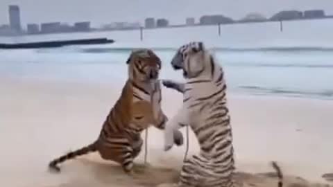 white tiger vs orange fight, who will win❗❗😱