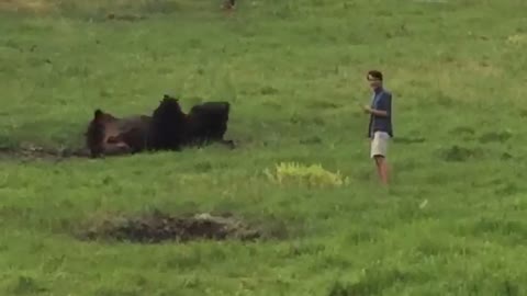 Man Runs From Charging Bison In National Park