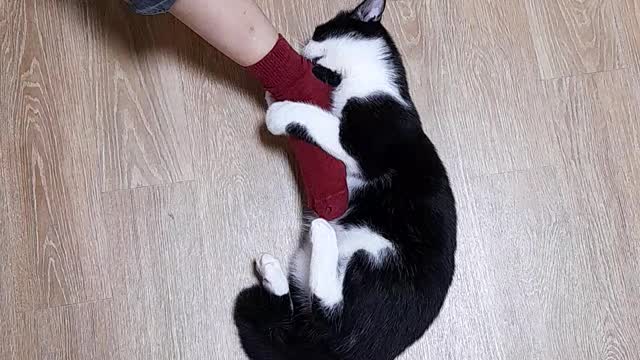 A cat that never lets go of a bite.