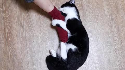 A cat that never lets go of a bite.