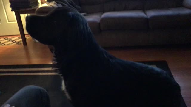 Dog did all the tricks he knows just to get a treat