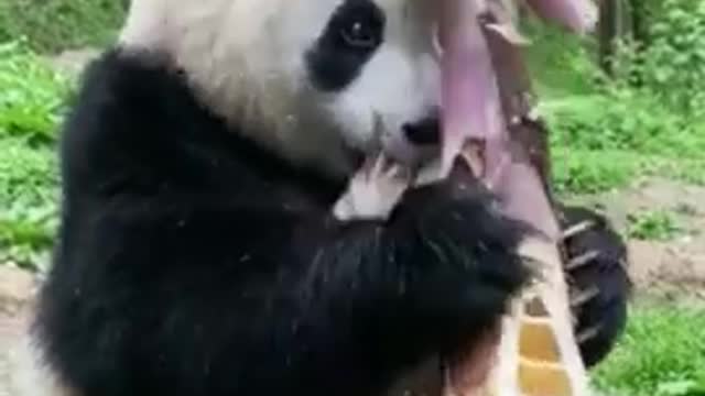 Panda cutting trees 🌲🌳🌴