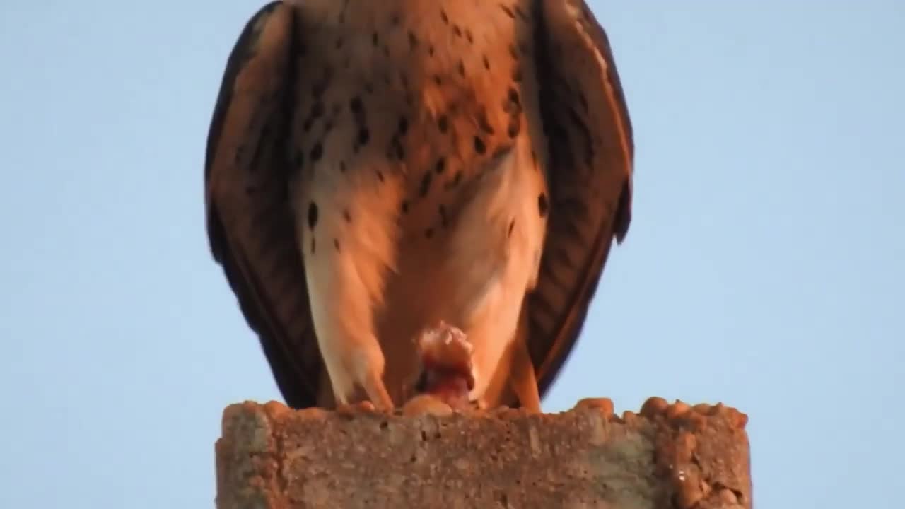 Attention: Hawk devouring gecko