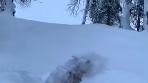 what a beautiful jump for the dog