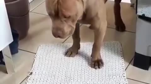 brave puppy