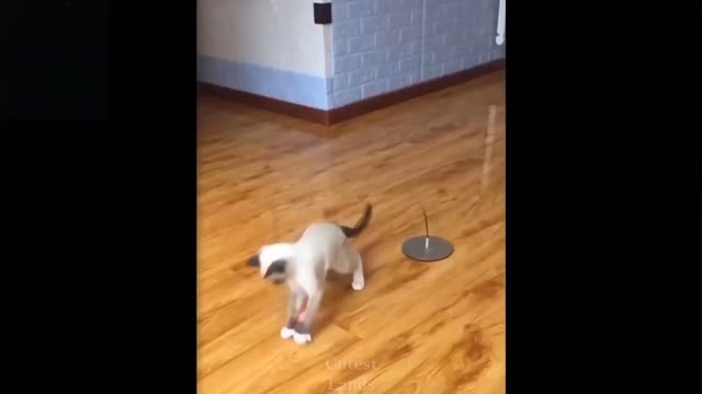 Hilarious animal videos!