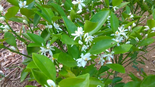 金桔花 kumquat blossom