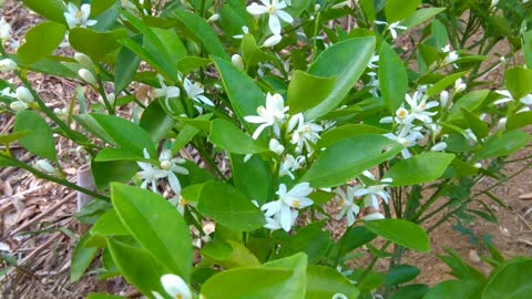 金桔花 kumquat blossom