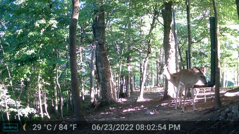The Woods - 06/24/2022
